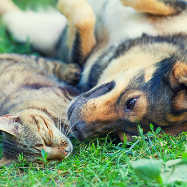 For My Kitty Friends